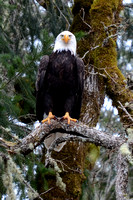 Bald Eagle photo's